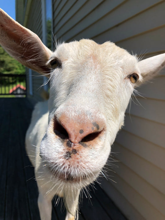 Meet the Goats #1